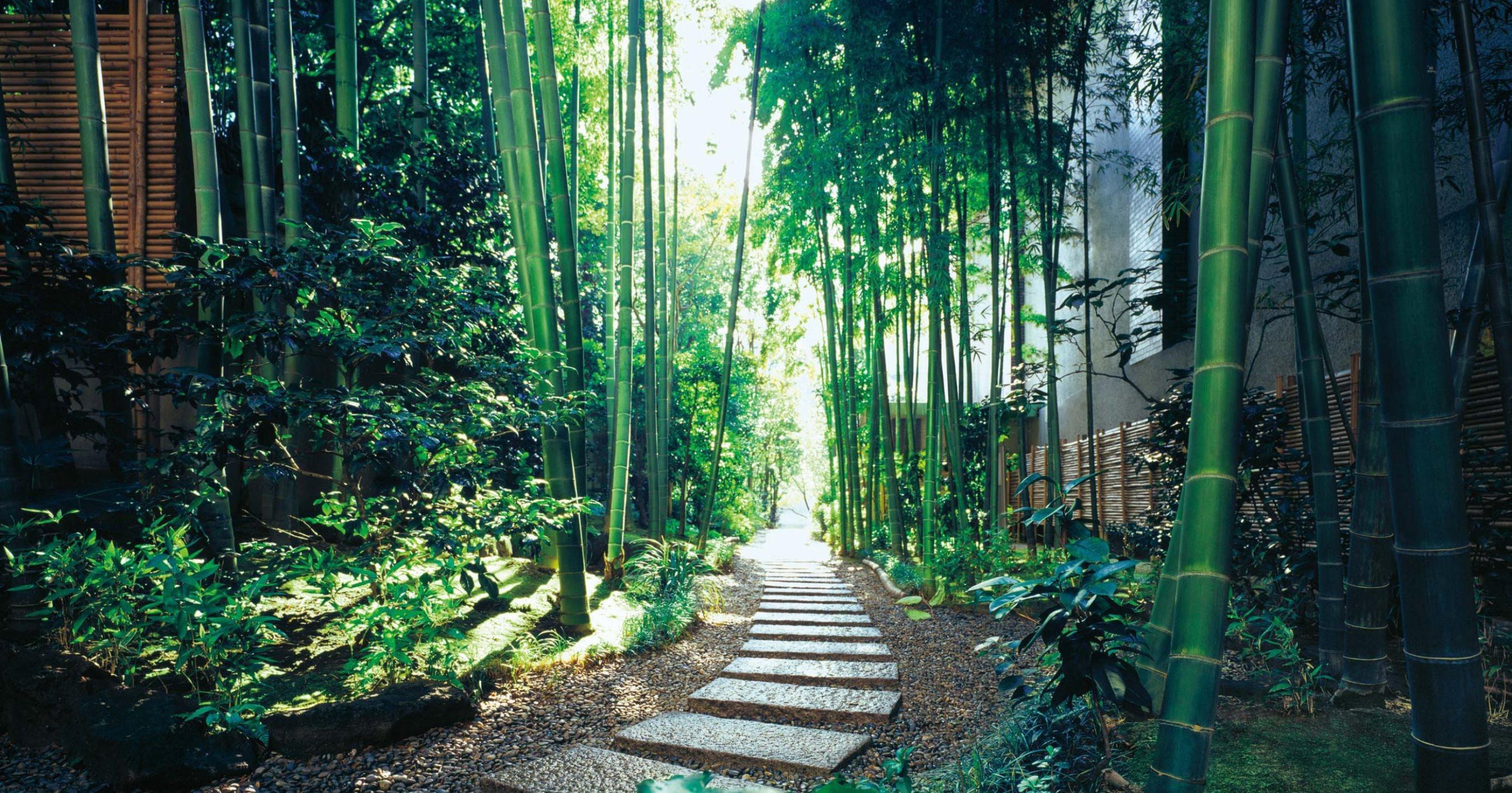 The Okura Tokyo Otel Dış mekan fotoğraf Bamboo forest in Arashiyama, Kyoto, Japan